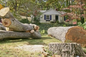 Cut Down Trees on my Property