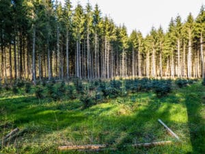 Oregon’s Forestland Program
